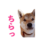 柴犬ゆに君 毎日スタンプ（個別スタンプ：22）