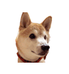 柴犬ゆに君 毎日スタンプ（個別スタンプ：23）
