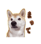 柴犬ゆに君 毎日スタンプ（個別スタンプ：24）