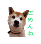 柴犬ゆに君 毎日スタンプ（個別スタンプ：26）