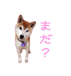 柴犬ゆに君 毎日スタンプ（個別スタンプ：27）