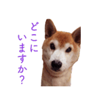 柴犬ゆに君 毎日スタンプ（個別スタンプ：28）