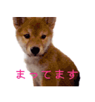 柴犬ゆに君 毎日スタンプ（個別スタンプ：29）