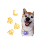 柴犬ゆに君 毎日スタンプ（個別スタンプ：31）