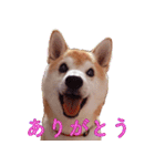 柴犬ゆに君 毎日スタンプ（個別スタンプ：32）