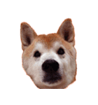 柴犬ゆに君 毎日スタンプ（個別スタンプ：33）