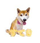 柴犬ゆに君 毎日スタンプ（個別スタンプ：34）