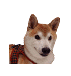 柴犬ゆに君 毎日スタンプ（個別スタンプ：36）