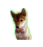 柴犬ゆに君 毎日スタンプ（個別スタンプ：40）