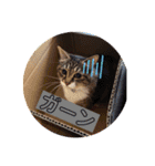 わが家のペットたち。（個別スタンプ：5）