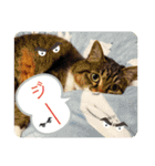 わが家のペットたち。（個別スタンプ：9）