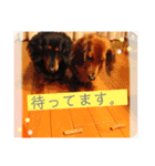 わが家のペットたち。（個別スタンプ：10）