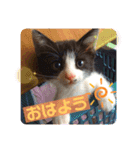 わが家のペットたち。（個別スタンプ：11）