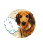 わが家のペットたち。（個別スタンプ：15）
