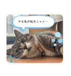 わが家のペットたち。（個別スタンプ：16）