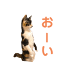 LaToNeRuさんちのこ②(ダラダラ編)（個別スタンプ：1）