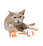LaToNeRuさんちのこ②(ダラダラ編)（個別スタンプ：3）