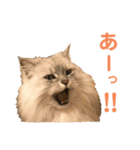 LaToNeRuさんちのこ②(ダラダラ編)（個別スタンプ：4）