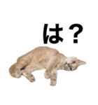 LaToNeRuさんちのこ②(ダラダラ編)（個別スタンプ：5）