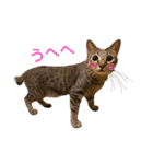 LaToNeRuさんちのこ②(ダラダラ編)（個別スタンプ：11）