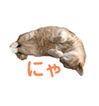 LaToNeRuさんちのこ②(ダラダラ編)（個別スタンプ：13）