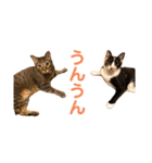 LaToNeRuさんちのこ②(ダラダラ編)（個別スタンプ：14）