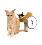 LaToNeRuさんちのこ②(ダラダラ編)（個別スタンプ：15）