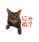 LaToNeRuさんちのこ②(ダラダラ編)（個別スタンプ：16）