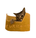 LaToNeRuさんちのこ②(ダラダラ編)（個別スタンプ：22）