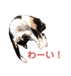 LaToNeRuさんちのこ②(ダラダラ編)（個別スタンプ：29）