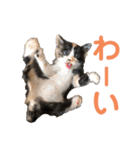 LaToNeRuさんちのこ②(ダラダラ編)（個別スタンプ：33）