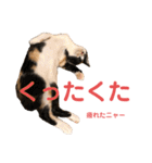 LaToNeRuさんちのこ②(ダラダラ編)（個別スタンプ：34）