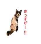 LaToNeRuさんちのこ②(ダラダラ編)（個別スタンプ：36）