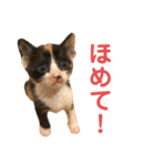LaToNeRuさんちのこ②(ダラダラ編)（個別スタンプ：37）