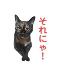 LaToNeRuさんちのこ②(ダラダラ編)（個別スタンプ：38）