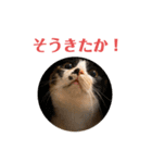 LaToNeRuさんちのこ②(ダラダラ編)（個別スタンプ：39）