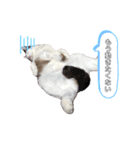 ますだ家のねこ（個別スタンプ：1）