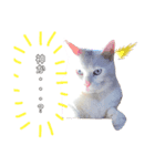 ますだ家のねこ（個別スタンプ：2）
