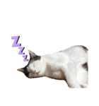 ますだ家のねこ（個別スタンプ：3）