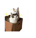 ますだ家のねこ（個別スタンプ：4）