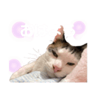 ますだ家のねこ（個別スタンプ：5）