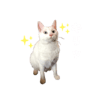 ますだ家のねこ（個別スタンプ：7）