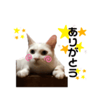 ますだ家のねこ（個別スタンプ：8）
