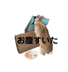 うさぎと時々フクロウ（個別スタンプ：1）