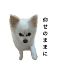 てったんのまいにち（個別スタンプ：9）