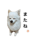 てったんのまいにち（個別スタンプ：17）