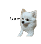 てったんのまいにち（個別スタンプ：34）