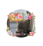 るんかしゃんのスタンプ（個別スタンプ：24）