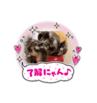 アンコちゃんと一緒（個別スタンプ：1）