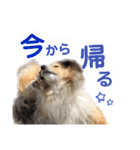 イヴパラダイス（個別スタンプ：13）